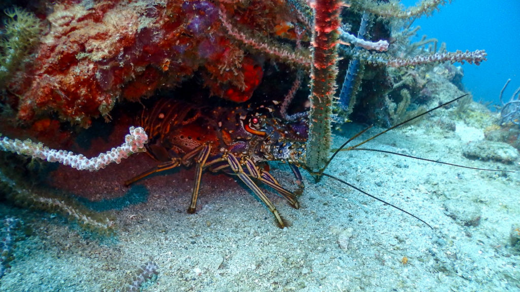 Taganga Scuba Dive