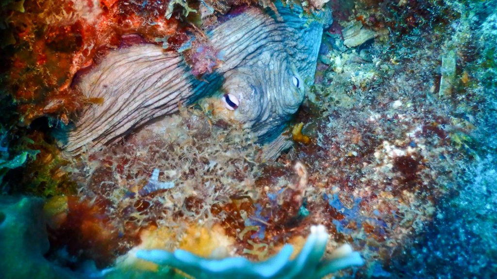 Taganga Scuba Dive
